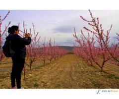 La floración de Cieza