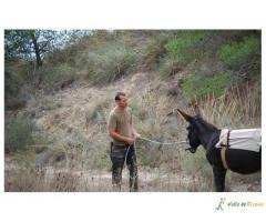 RUTA CON BURROS POR EL VALLE DE RICOTE