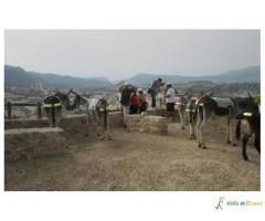 RUTA CON BURROS POR EL VALLE DE RICOTE