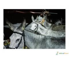 RUTA CON BURROS POR EL VALLE DE RICOTE